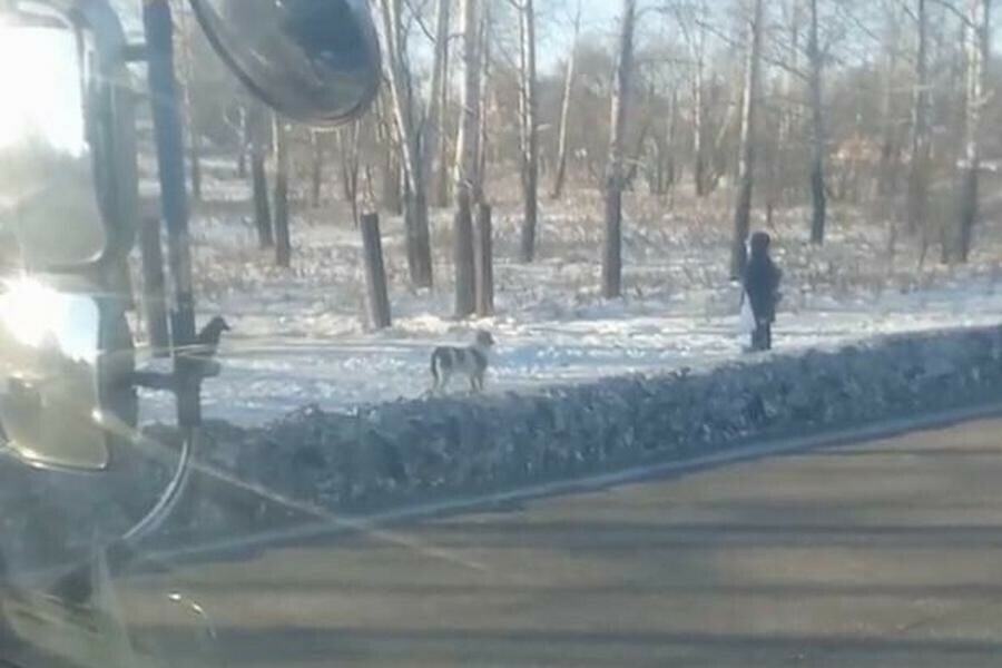 Две большие собаки лаяли напасть хотели Благовещенец пришел на помощь женщине с ребенком