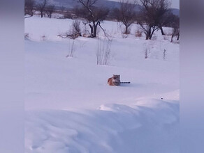 Хоть комуто можно тигрица Амба  вернулась в Амурскую область из Китая 