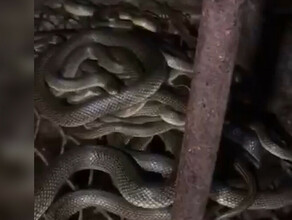 В Анапе семья случайно купила дом в котором живут сотни змей видео