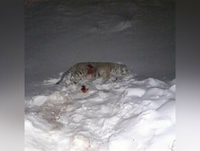 В Приморье полицейский насмерть сбил амурского тигра