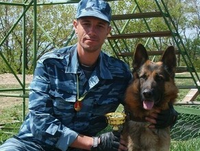О нападениях бездомных собак догхантерах и законах мнение кинолога и зоопсихолога Алексея Пискунова  