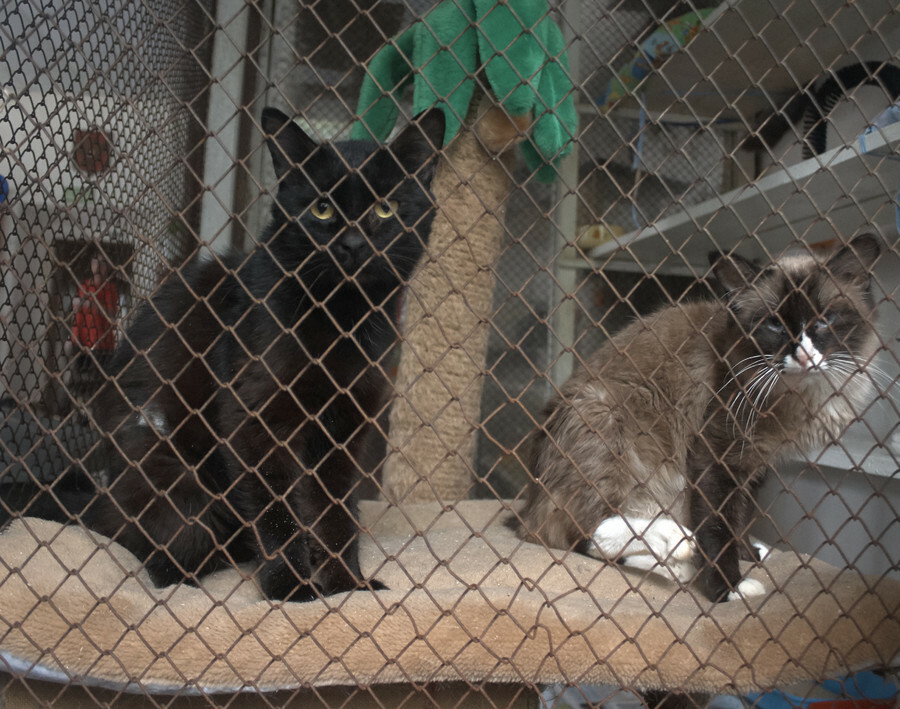 Собак нечем кормить В благовещенском приюте просят о помощи