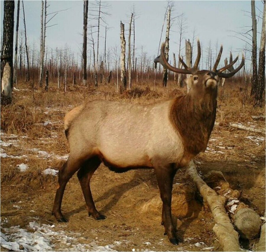 Потепление Прогноз погоды в Приамурье на 6 февраля