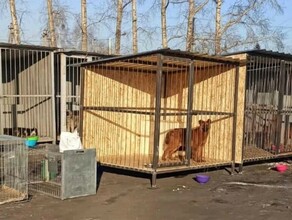 В крупном городе Амурской области власти организуют сбор средств для кормления отловленных собак