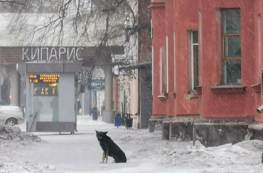 Умеренный ветер местами снег прогноз погоды в Амурской области на 10 февраля