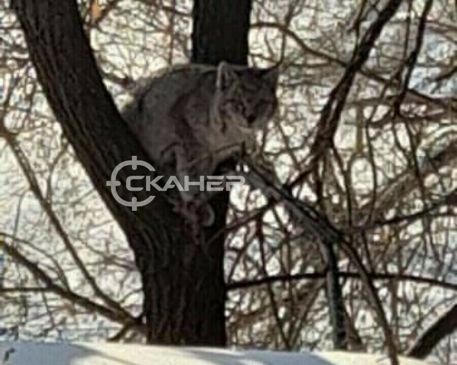 В Благовещенске рысь и сторож промбазы начали бой с тенью