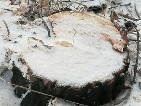 В Тамбовке неизвестные вырубили десятки полувековых сосен Происшествие стало настоящим детективом