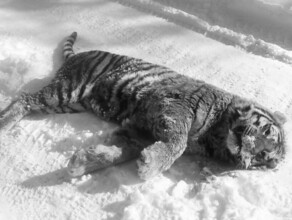 В Хабаровском крае найден труп молодого тигра