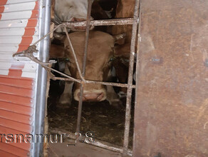 На границе Амурской области задержали живых животных баранину и говядину без документов  