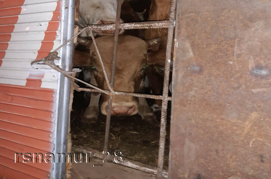 На границе Амурской области задержали живых животных баранину и говядину без документов  