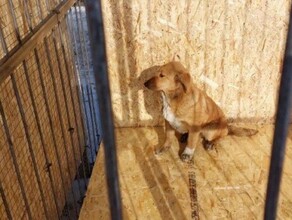 В Белогорске готовы заплатить около миллиона тем кто будет содержать и вести учет отловленных бродячих собак