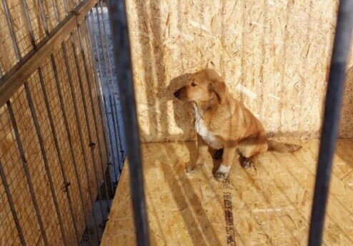 В Белогорске готовы заплатить около миллиона тем кто будет содержать и вести учет отловленных бродячих собак