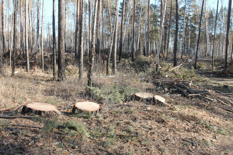 В Зейском районе в популярной зоне отдыха неизвестные выпилили сосны