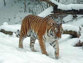Шесть тигров  три самца и три самки  живут в Амурской области 
