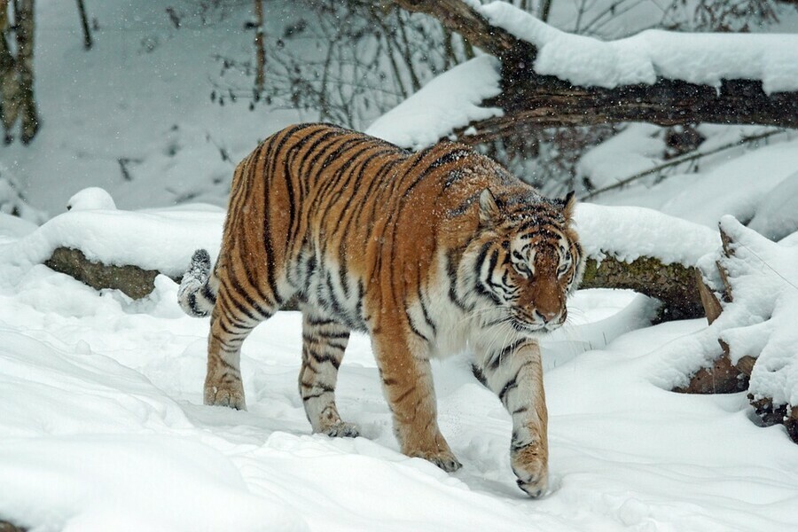 Шесть тигров  три самца и три самки  живут в Амурской области 