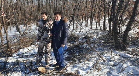 Черные лесорубы вырубили деревья под Благовещенском Возбуждено дело