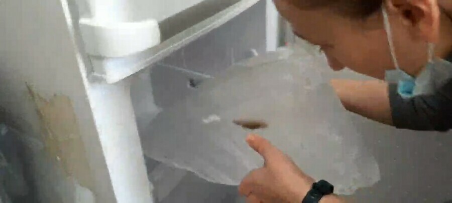 Мэр Благовещенска решил сохранить в своем холодильнике ротана вмерзшего в цифру в зимнем городке видео