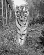 Внезапно умер тигр Росомаха которого весной собирались выпустить в Амурской области