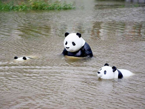 Панды в луже водоем в парке Дружбы впервые в истории вышел из берегов