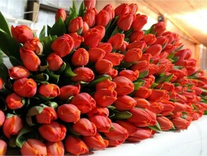 В Амурскую область доставили 8 тысяч цветов к 8 Марта 
