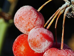 В Приамурье пришли первые заморозки Ночами фиксируют отрицательные температуры