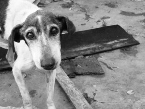 Власти Приамурья объявили аукцион на строительство приюта для животных