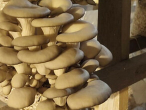 Заключенные в Амурской области занялись выращиванием грибов