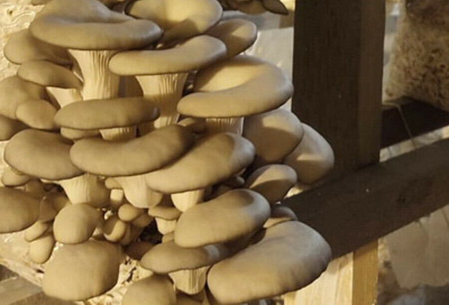 Заключенные в Амурской области занялись выращиванием грибов