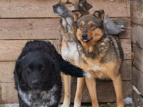 В Амурской области бездомных собак пересчитали по новой методике и добавили денег на отлов