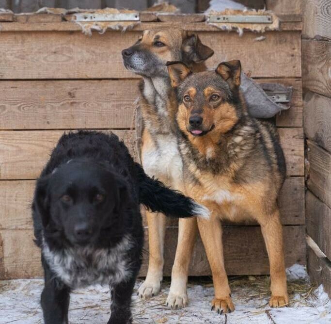 В Амурской области бездомных собак пересчитали по новой методике и добавили денег на отлов