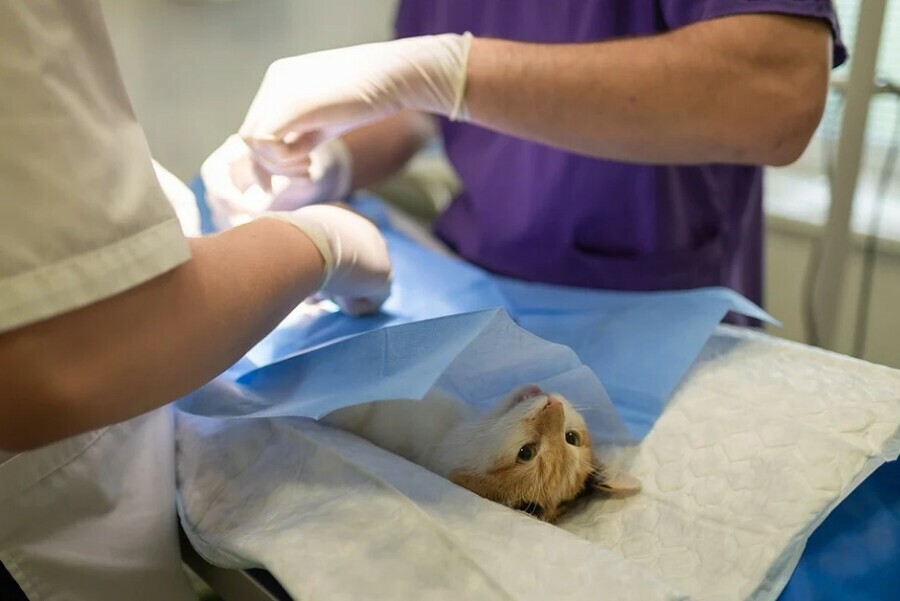 В Амурской области владелица ветеринарной клиники судится с хозяином породистого кота изза негативного отзыва