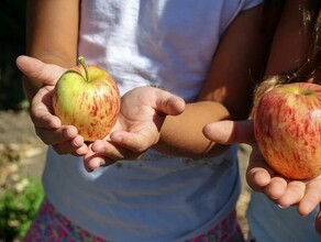 В детских садах Тынды дети остались без фруктов изза растущих цен