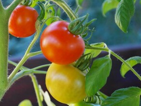 Стало известно когда на амурские прилавки вернутся более дешевые помидоры местного производства 