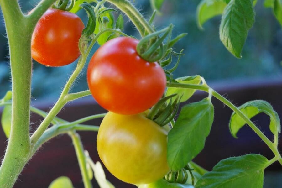Стало известно когда на амурские прилавки вернутся более дешевые помидоры местного производства 