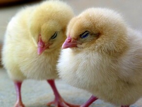 Крупная птицефабрика Приамурья по документам получила 86 тонн мяса из 10 новорожденных цыплят