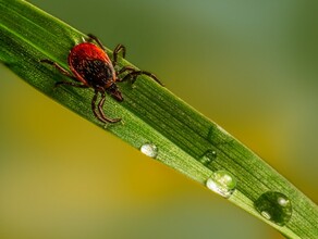 Первых клещей заметили в Амурской области