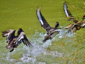 Время пострелять скоро амурчанам разрешат спортивную и любительскую охоту на водоплавающих птиц