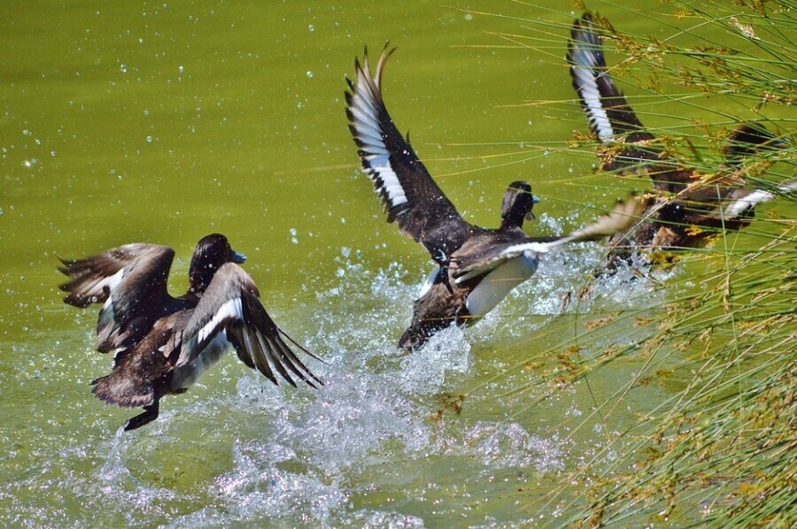 Время пострелять скоро амурчанам разрешат спортивную и любительскую охоту на водоплавающих птиц