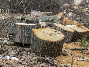 В Амурской области лесорубы перепутали участки и незаконно срубили деревья на 10 миллионов рублей