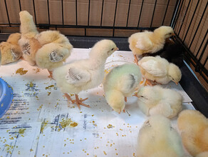 В Амурском аграрном колледже вылупились цыплята выросли укроп и петрушка