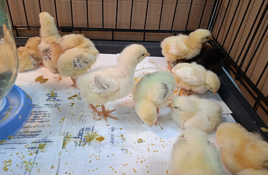 В Амурском аграрном колледже вылупились цыплята выросли укроп и петрушка