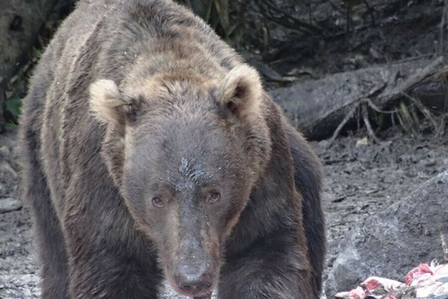 На Курилах застрелен медведь задравший человека 