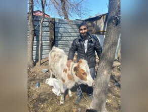 Коровий детектив найденное животное в центре Благовещенска вернули владельцу 
