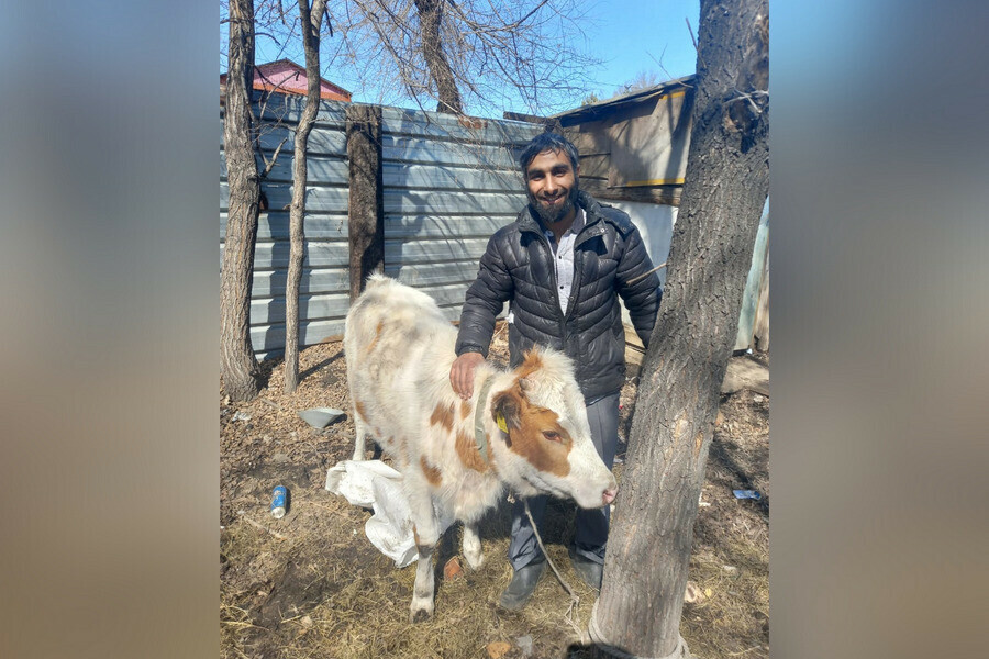 Коровий детектив найденное животное в центре Благовещенска вернули владельцу 