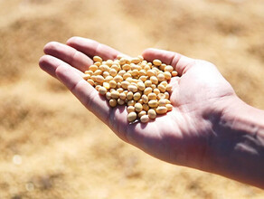 В Амурской области оказывают поддержку инвесторам желающим вложиться в переработку сои