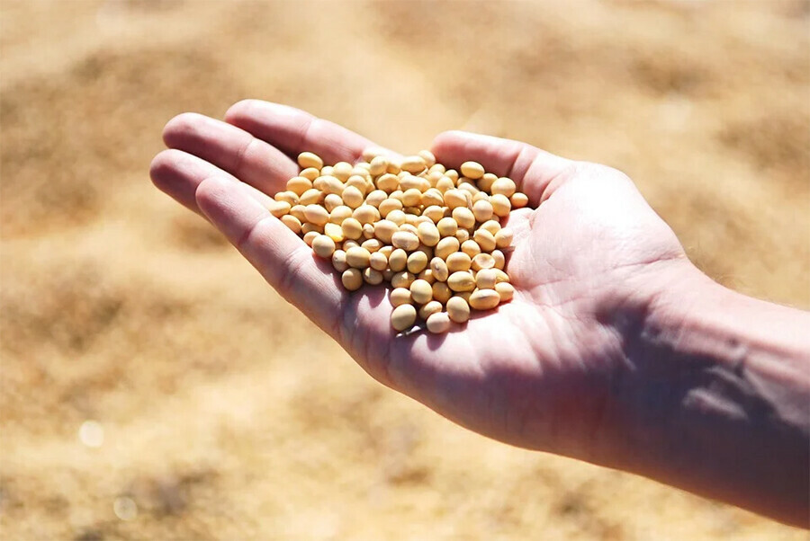 В Амурской области оказывают поддержку инвесторам желающим вложиться в переработку сои