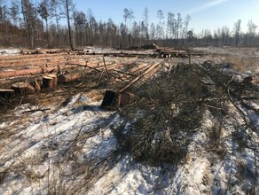Амурчанам хищнически вырубившим лес в Мазановском районе  грозит до 7 лет тюрьмы