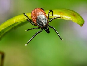 В Амурскую область привезли опасного клеща из Воронежской области