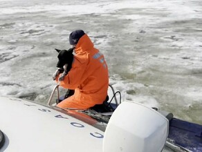 Сотрудники МЧС спасли собаку которая гуляла по тающему Амуру