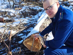 Уголовное дело о незаконной рубке леса возбудили в Амурской области